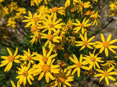 Cluster of small yellow daisy-like flowers; "© BLAEDOW" text in bottom right