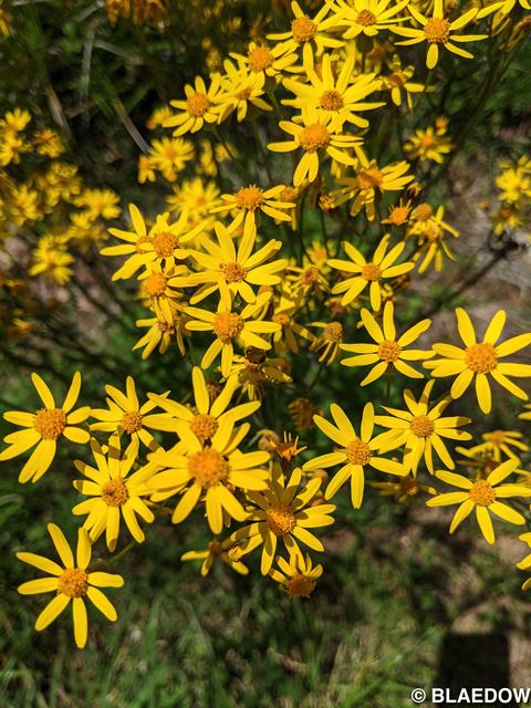 Golden Ragwort-1
