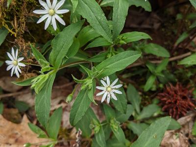 Small white star-shaped wildflowers among green leaves and moss; text "© BLAEDOW"