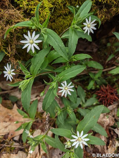 Great Chickweed-1
