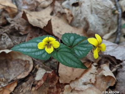Two yellow violets with green leaves on dry leaf litter; text "© BLAEDOW"