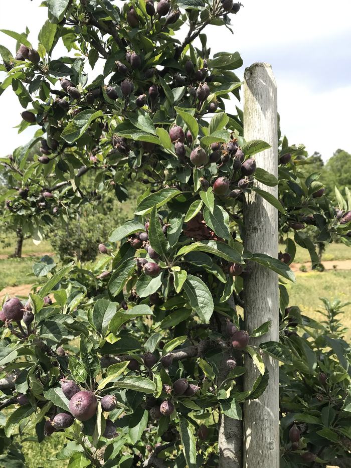 Red Delicious apples