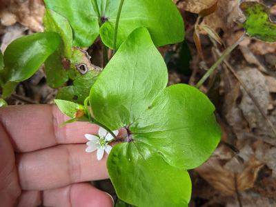 Hand holding small white wildflower with round green leaves; text "© BLAEDOW"
