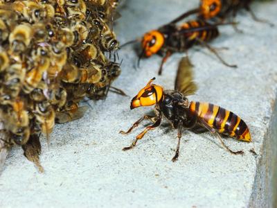 Asian Giant Hornet