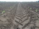 Tractor tire tracks in plowed field with rows of young green seedlings
