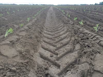 Tractor tire tracks in plowed field with rows of young green seedlings