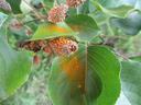 Rust on leaves
