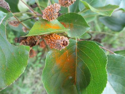Rust on leaves
