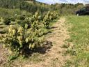 Image shows drooping, frost-killed new growth on 2 to 4 foot Turkish and Trojan firs.
