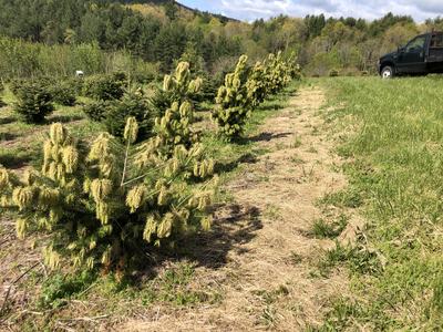 Image shows drooping, frost-killed new growth on 2 to 4 foot Turkish and Trojan firs.