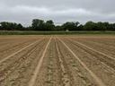 Young seedlings planted in parallel rows across a plowed field under cloudy sky