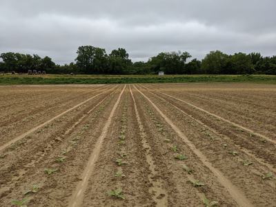 Young seedlings planted in parallel rows across a plowed field under cloudy sky