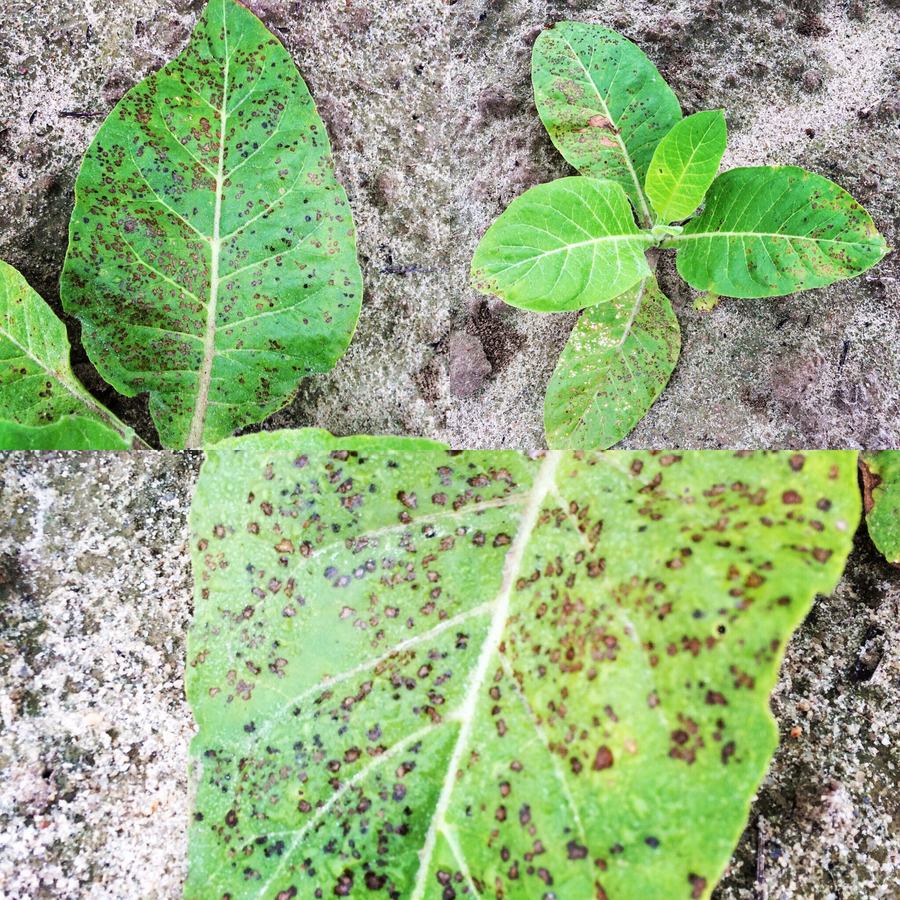 Weather Fleck on flue-cured tobacco