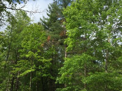 pine beetle damage