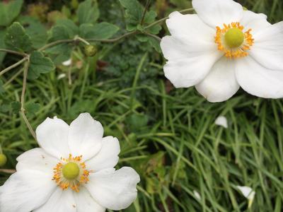 coreopsis