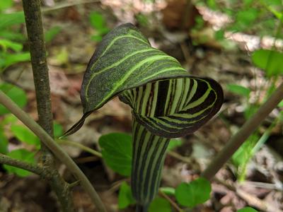 Green-and-purple striped jack-in-the-pulpit spathe in forest undergrowth; © BLAEDOW