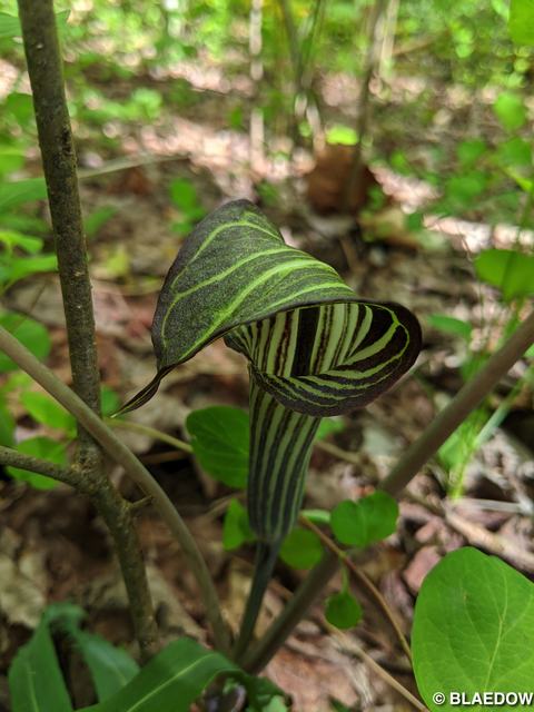 Jack-in-the-pulpit-1