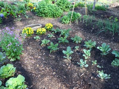 Vegetable Garden