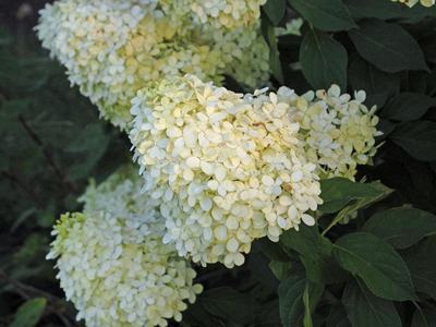 Limelight Hydrangea