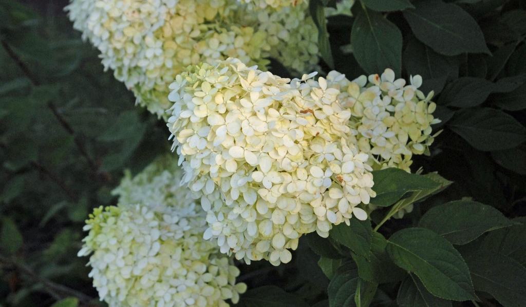 Plant Spotlight: Hydrangeas - Wayne County Center | N.C. Cooperative ...