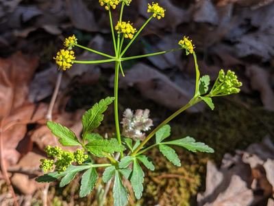 Small wild plant with yellow umbel flowers and pinnate leaves on leaf litter, © BLAEDOW