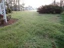 Winter weeds in turfgrasses