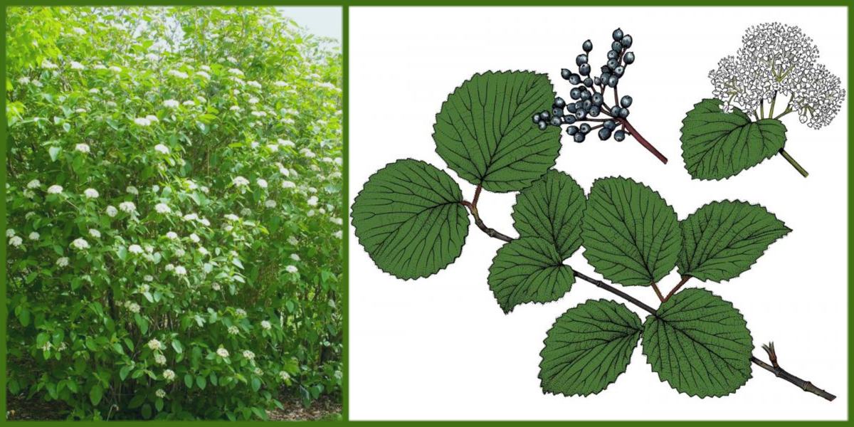 Viburnum