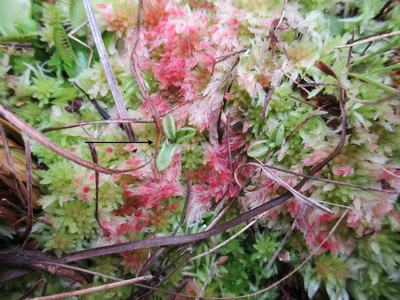 Dwarf butterworts 