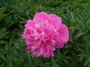 Bright pink peony