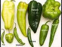 Assorted green peppers labeled: Banana, Anaheim, Poblano, Green Bell, Thai, Jamaican, Shishito, Serrano, Jalapeno, Korean