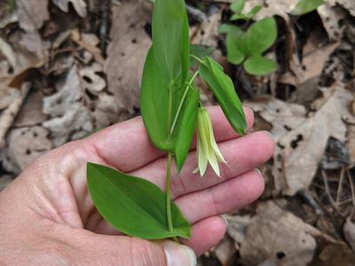 Hand holding green plant with pale yellow bell flower over leaf litter © BLAEDOW