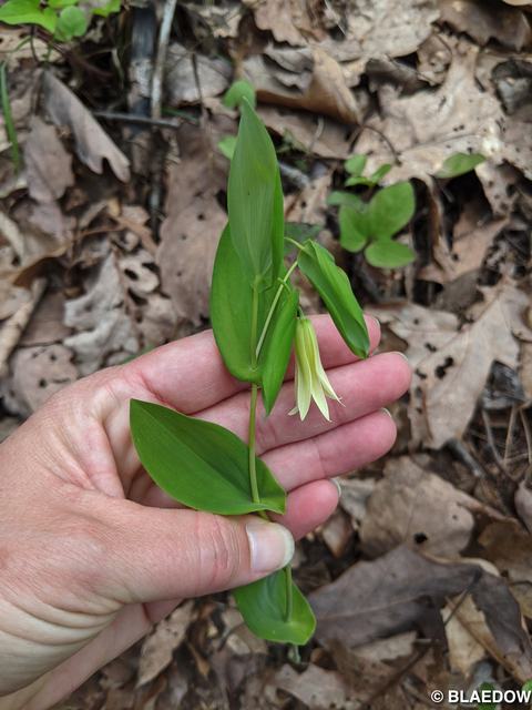 Perfoliate Bellwort-1