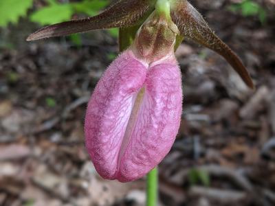 Pink lady's slipper orchid bloom with pouch-shaped petal, forest floor background © BLAEDOW