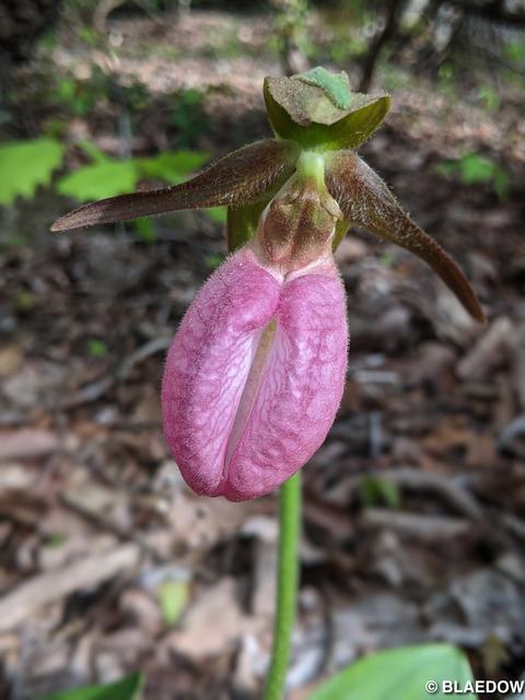 Pink Lady's Slipper-1