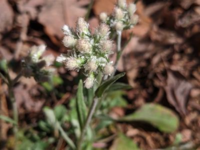 Wild plant with fuzzy white flower clusters over leaf litter. © BLAEDOW