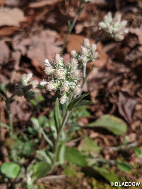 Plantain Pussytoes-1