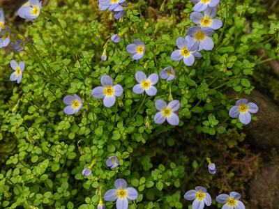 Pale purple five-petal flowers with yellow centers on green groundcover; © BLAEDOW