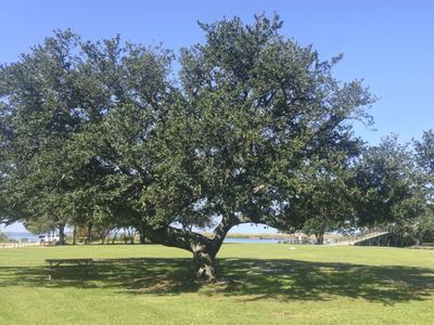 Large spreading oak tree on grassy park with picnic bench and distant bridge