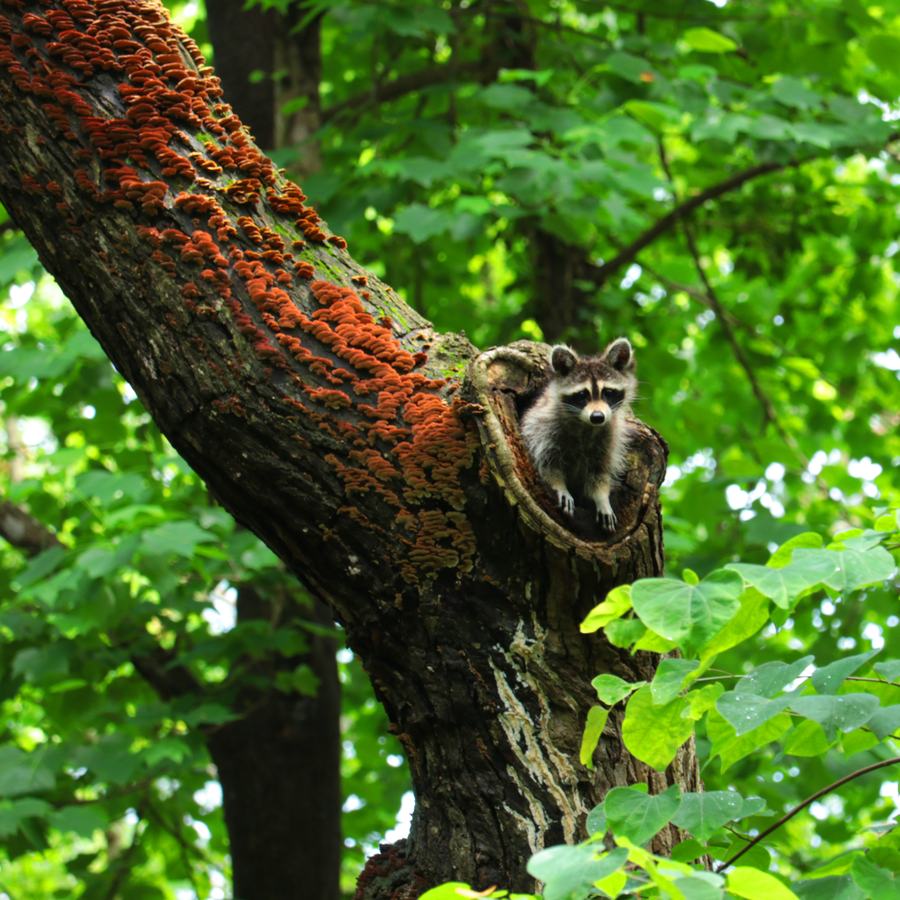 racoon in a tree