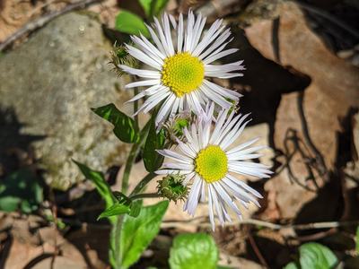 Two white daisy-like flowers with yellow centers among leaves © BLAEDOW