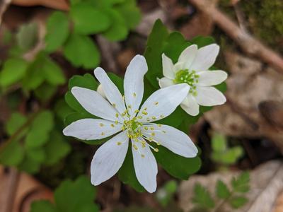 White woodland flower with yellow stamens above green leaves; © BLAEDOW