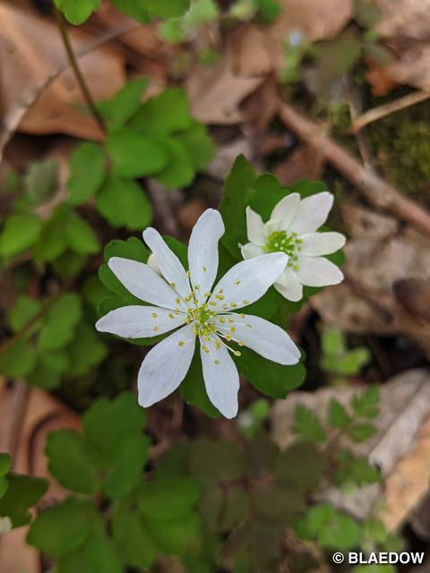 Rue Anemone-1