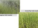 Rye and ryegrass