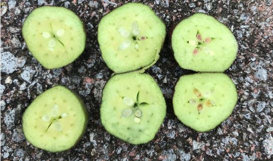 Seed damage