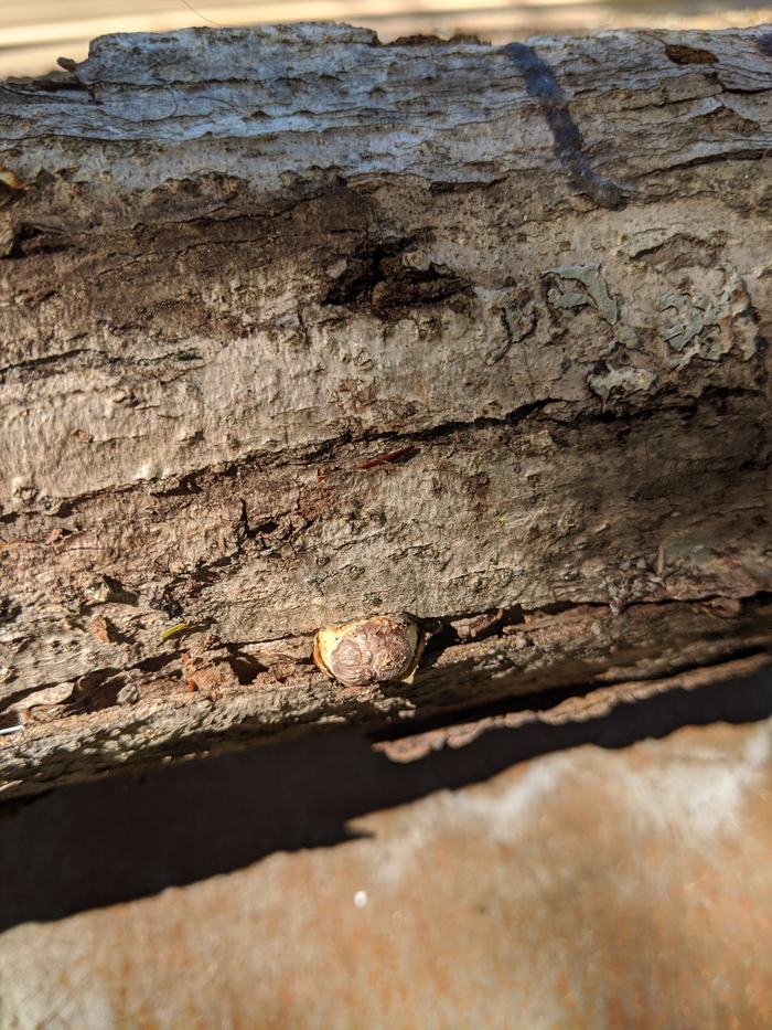 Primordia Forming on Log