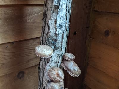 Picture of Shiitake Mushrooms ready for harvest
