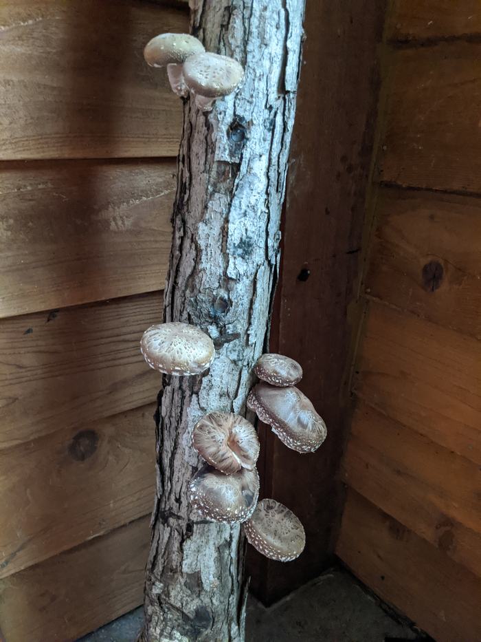 Shiitake Mushrooms