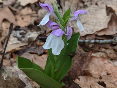 Small pink-and-white orchid growing among dry leaf litter, text "© BLAEDOW"