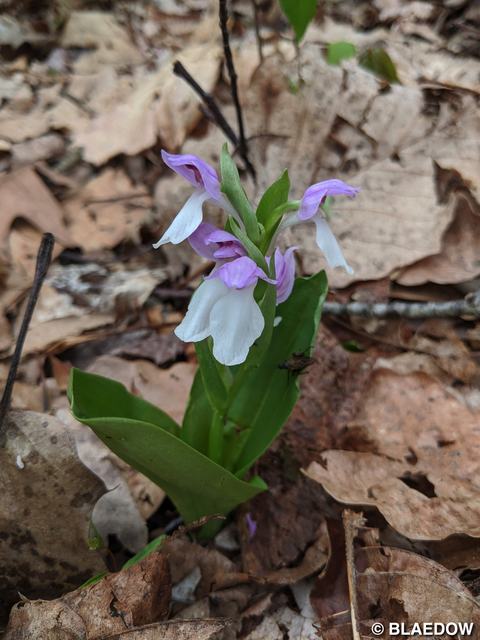 Showy Orchis-1