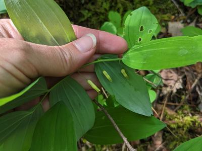 Hand holding green leaves with small yellow tubular flowers; © BLAEDOW